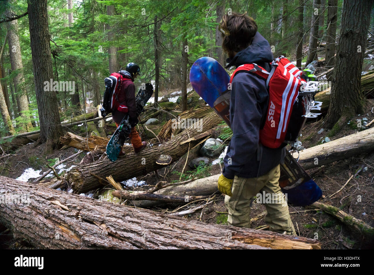 Freunde, die durch dichten Wald auf der Suche nach Schnee wandern, Snowboarden in Kanada Stockfoto