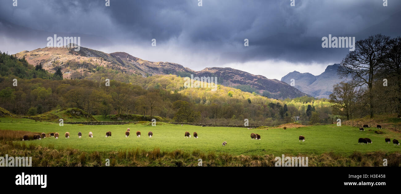 Herdwick Schafe stehen in einer Linie im Langdale Tal Stockfoto