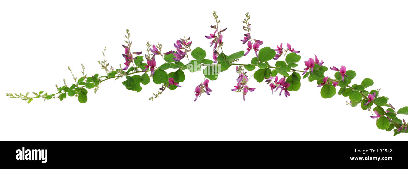 Bush Clover, Lespedeza bicolor, japanische Clover, Hagi isoliert auf weißem Hintergrund Stockfoto