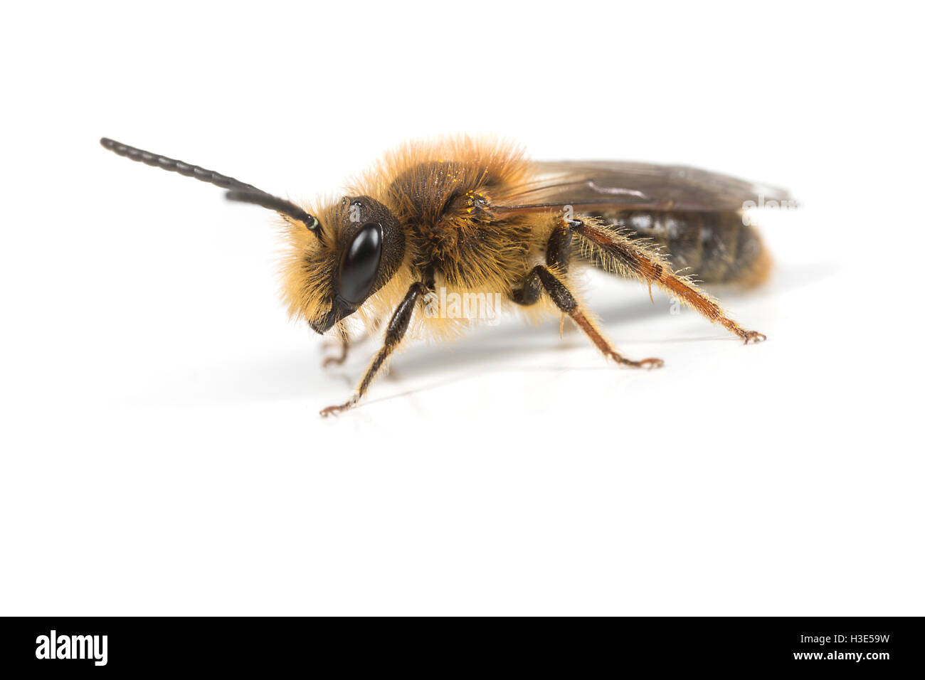 Eine männliche Andrena Haemorrhoa Mining Bee auf weißem Hintergrund. Stockfoto