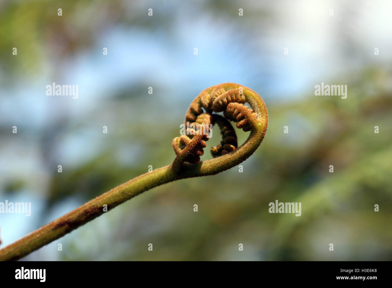 Neue Niederlassung in Spirale eines Farns wie ein Fraktal bei Salesopolis Stockfoto