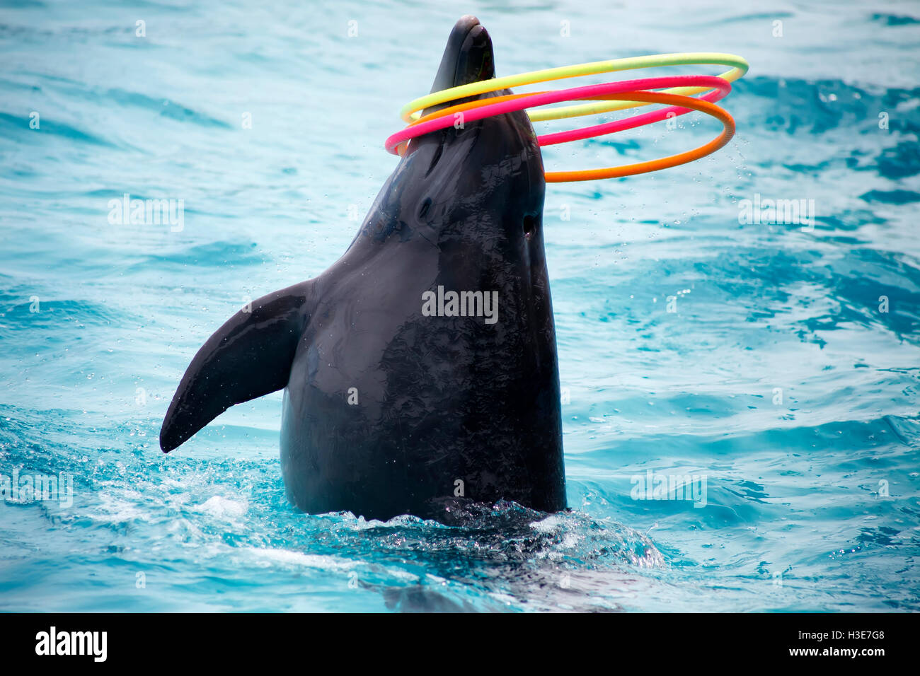 eine niedliche Delfine während einer Rede im Delphinarium Stockfoto