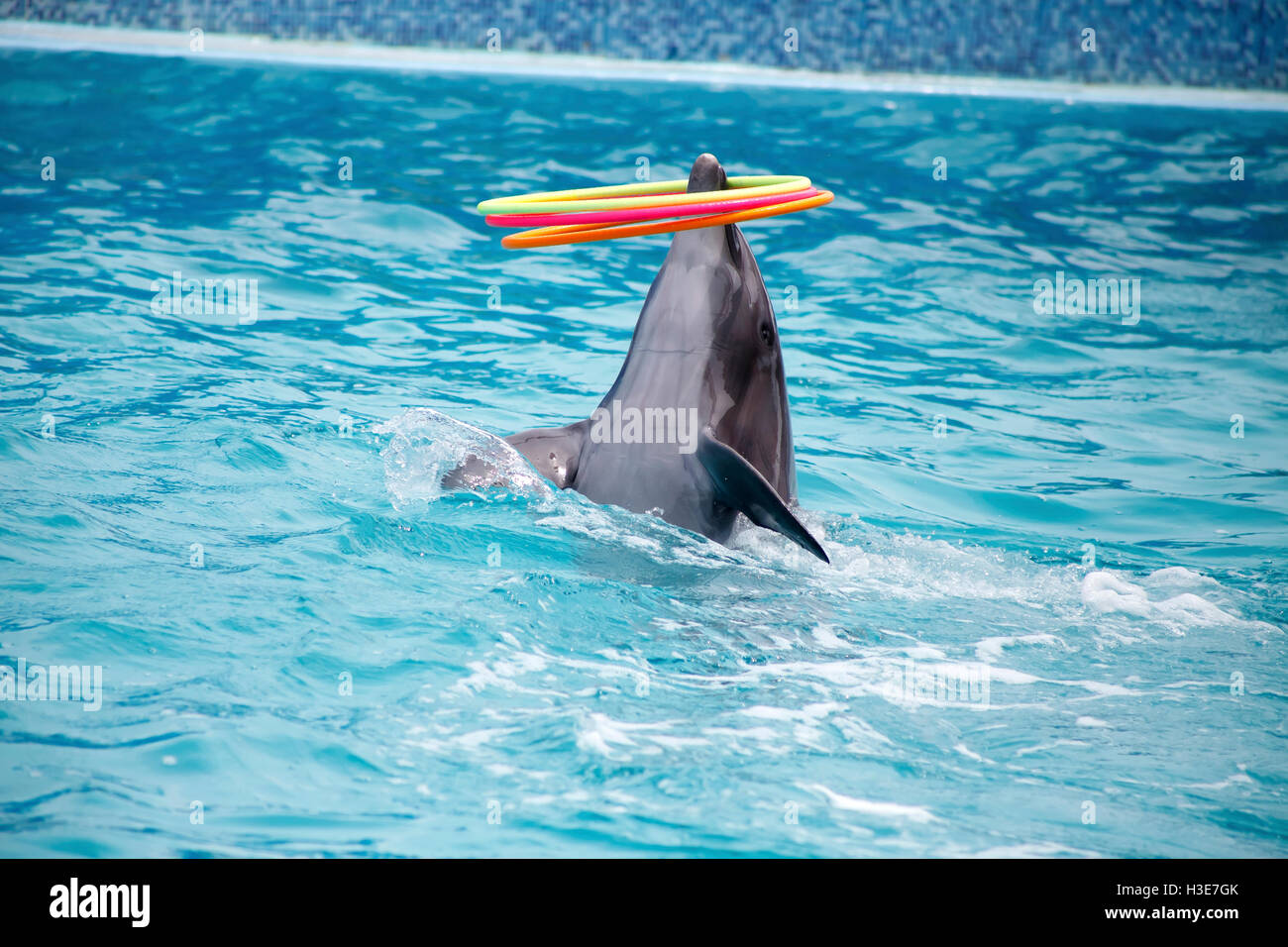 eine niedliche Delfine während einer Rede im Delphinarium Stockfoto