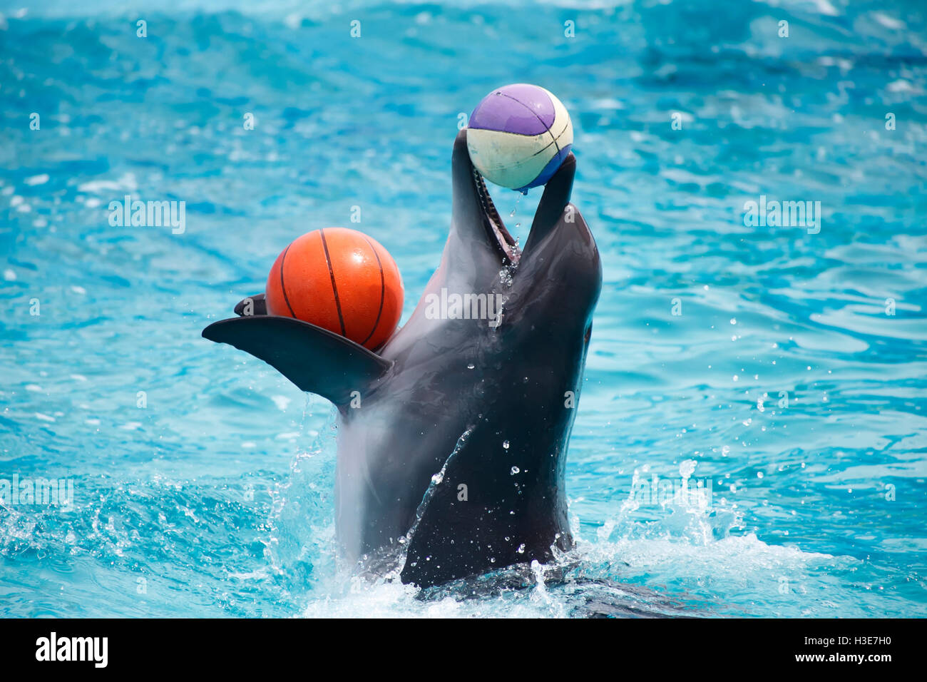 eine niedliche Delfine während einer Rede im Delphinarium Stockfoto