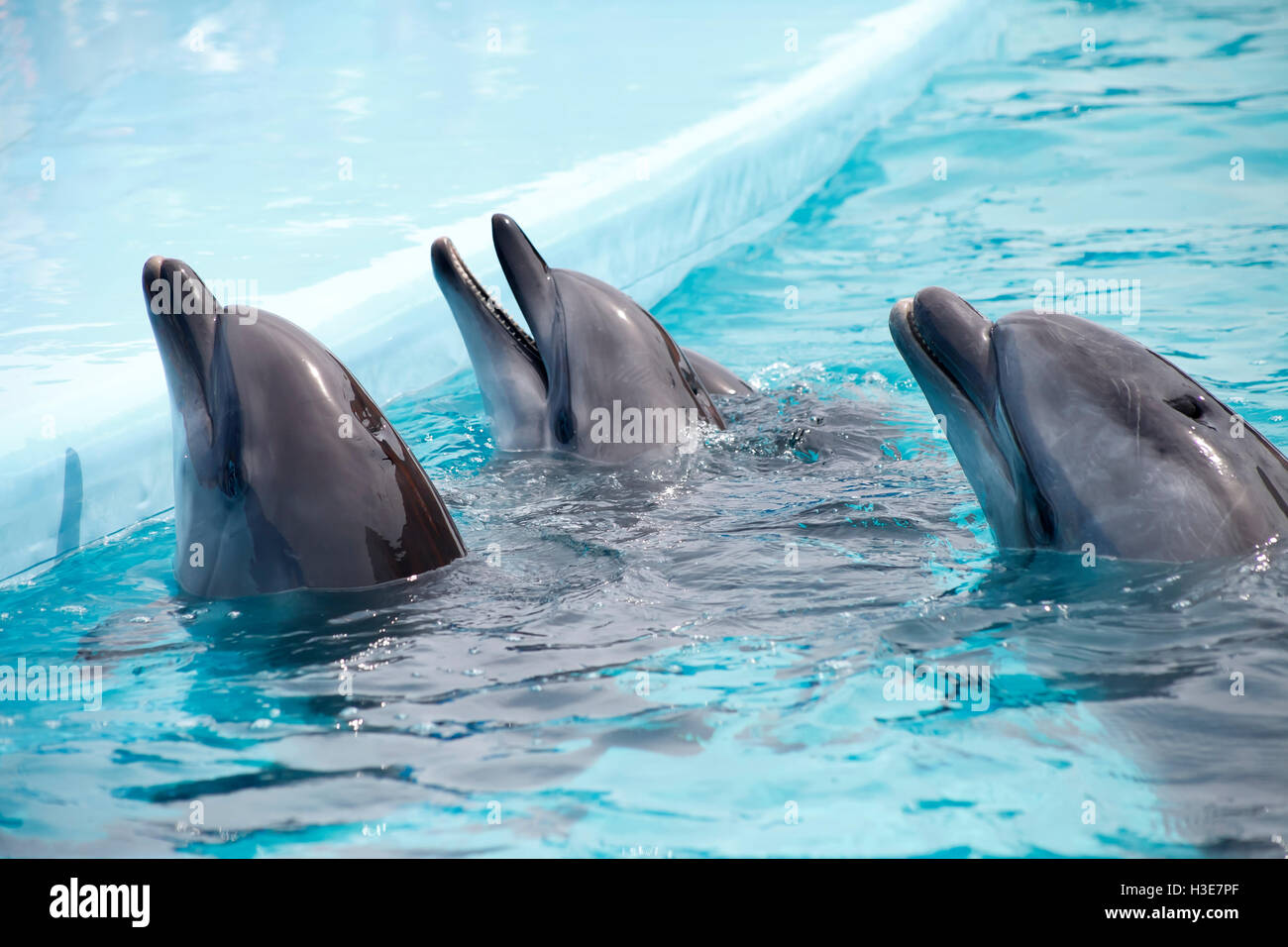 Süße Delfine Stockfotos und -bilder Kaufen - Alamy