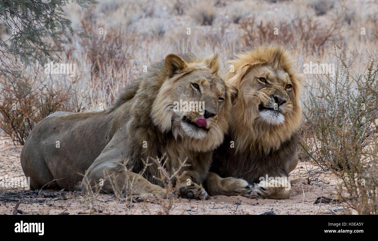 Löwe-Brüder mit lustigen Gesichtern Stockfoto