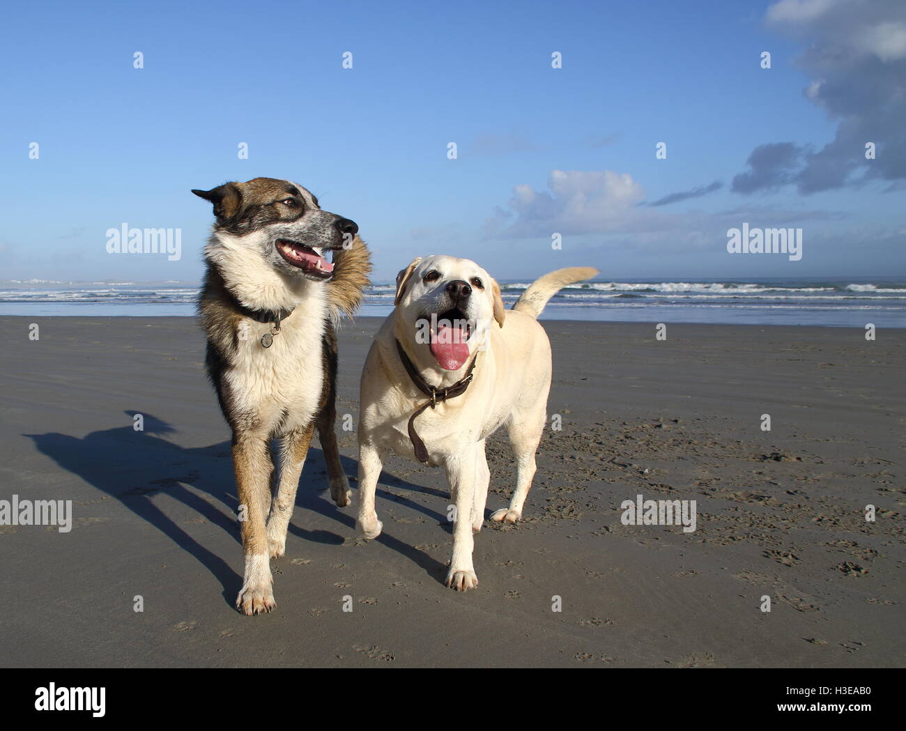 Zwei glückliche Hunde spielen am Strand Stockfoto