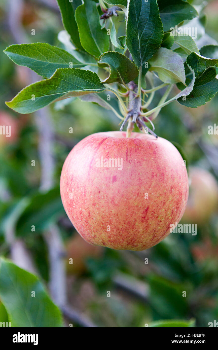 Einzigen Apfel hängen an Zweig hautnah Stockfoto