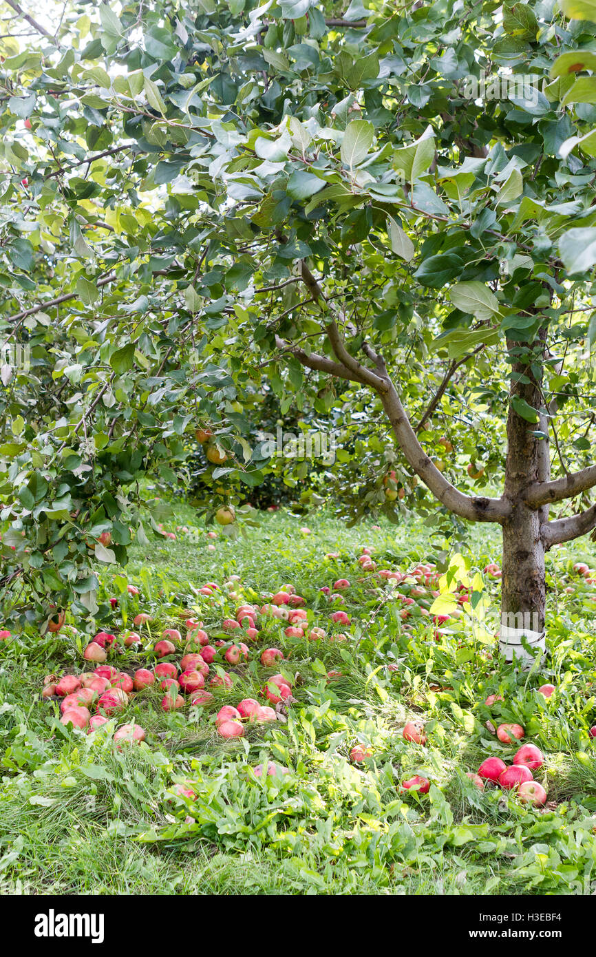 Honeycrisp Apfelbaum mit Äpfeln in Baum und gefallenen auf Boden mit Sonnenschein Stockfoto