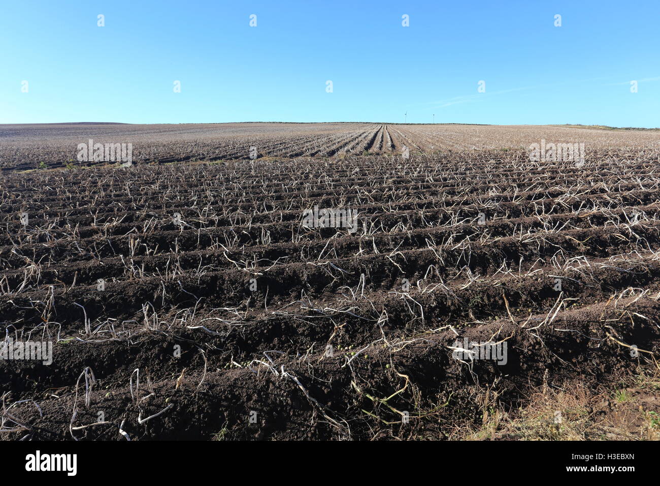 Bereich der Kartoffeln erntereif Angus Scotland Oktober 2016 Stockfoto