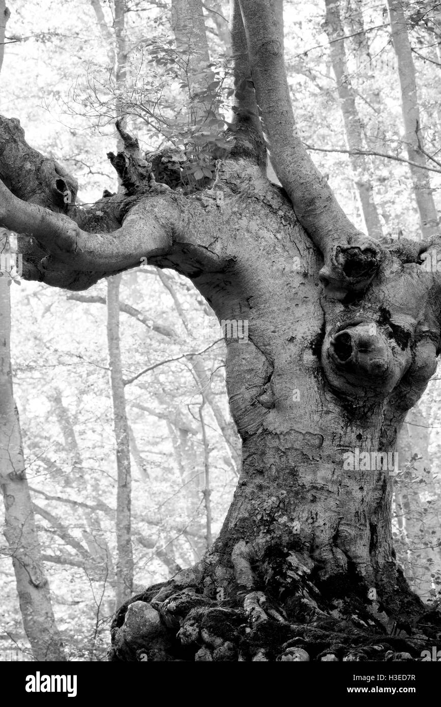 Anthropomorphe Baum Stockfoto