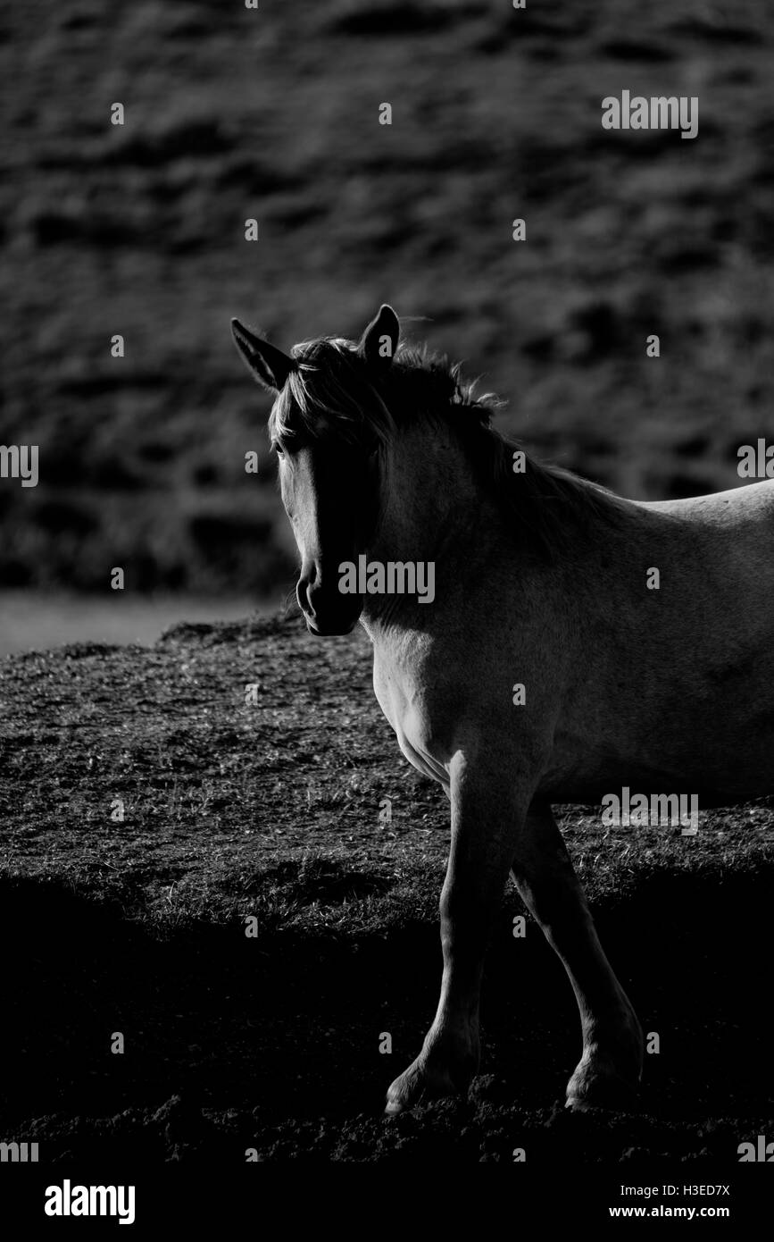 Pferd von einer Rechen Licht beleuchtet Stockfoto