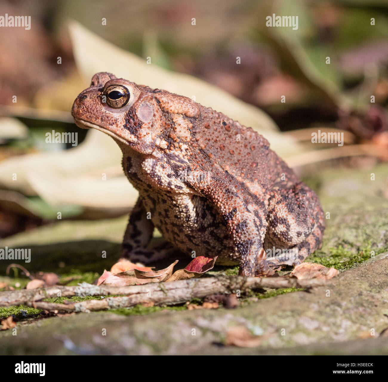 Seitliche Sicht auf eine amerikanische Kröte (Anaxyrus Americanus) Stockfoto
