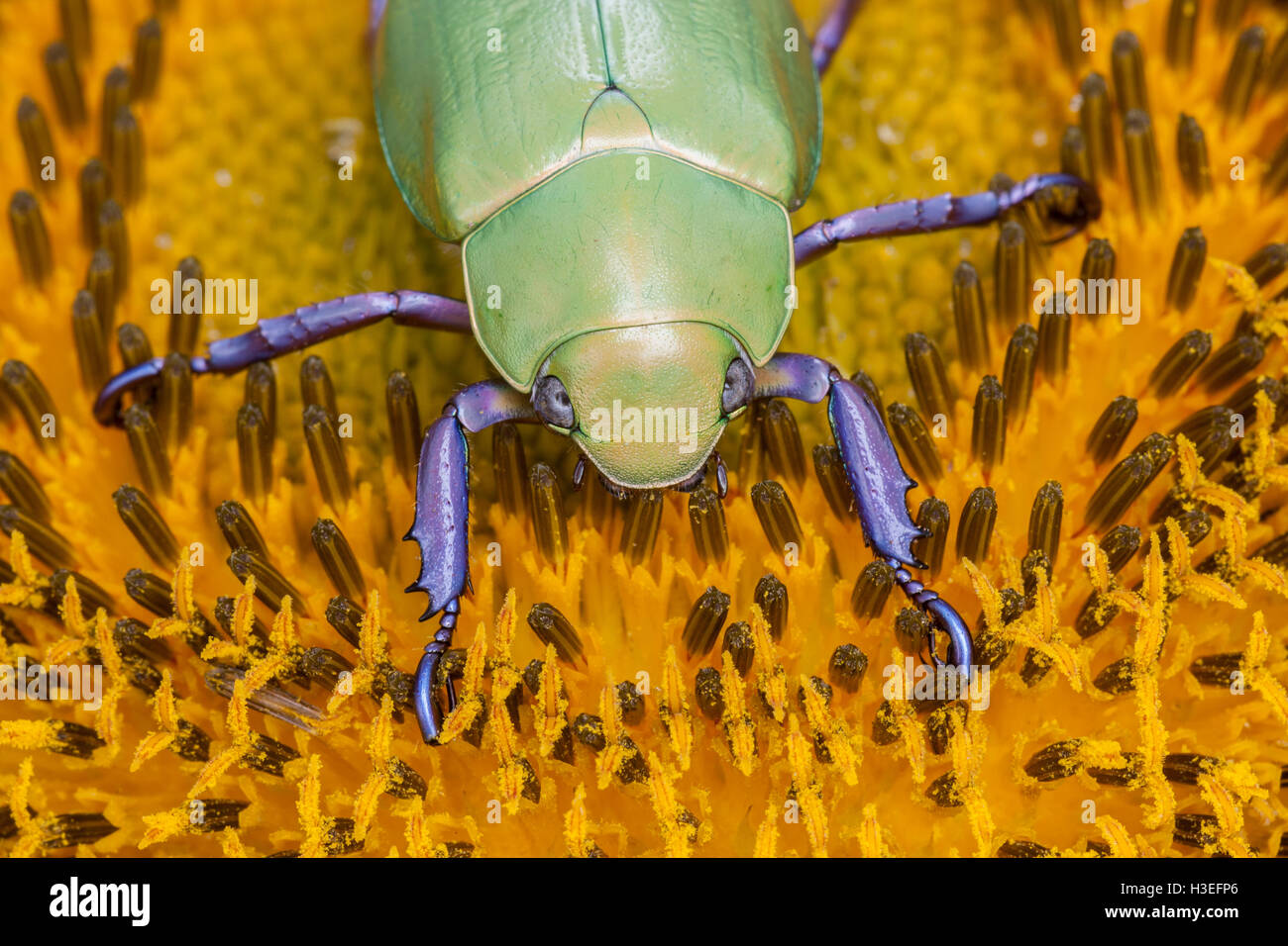 Beyers jeweled Skarabäus-Käfer, Chrysina (Plusiotis) Beyeri. Dieses schöne Getreidehähnchen Chafer gehört zur Unterfamilie Rutelinae Stockfoto