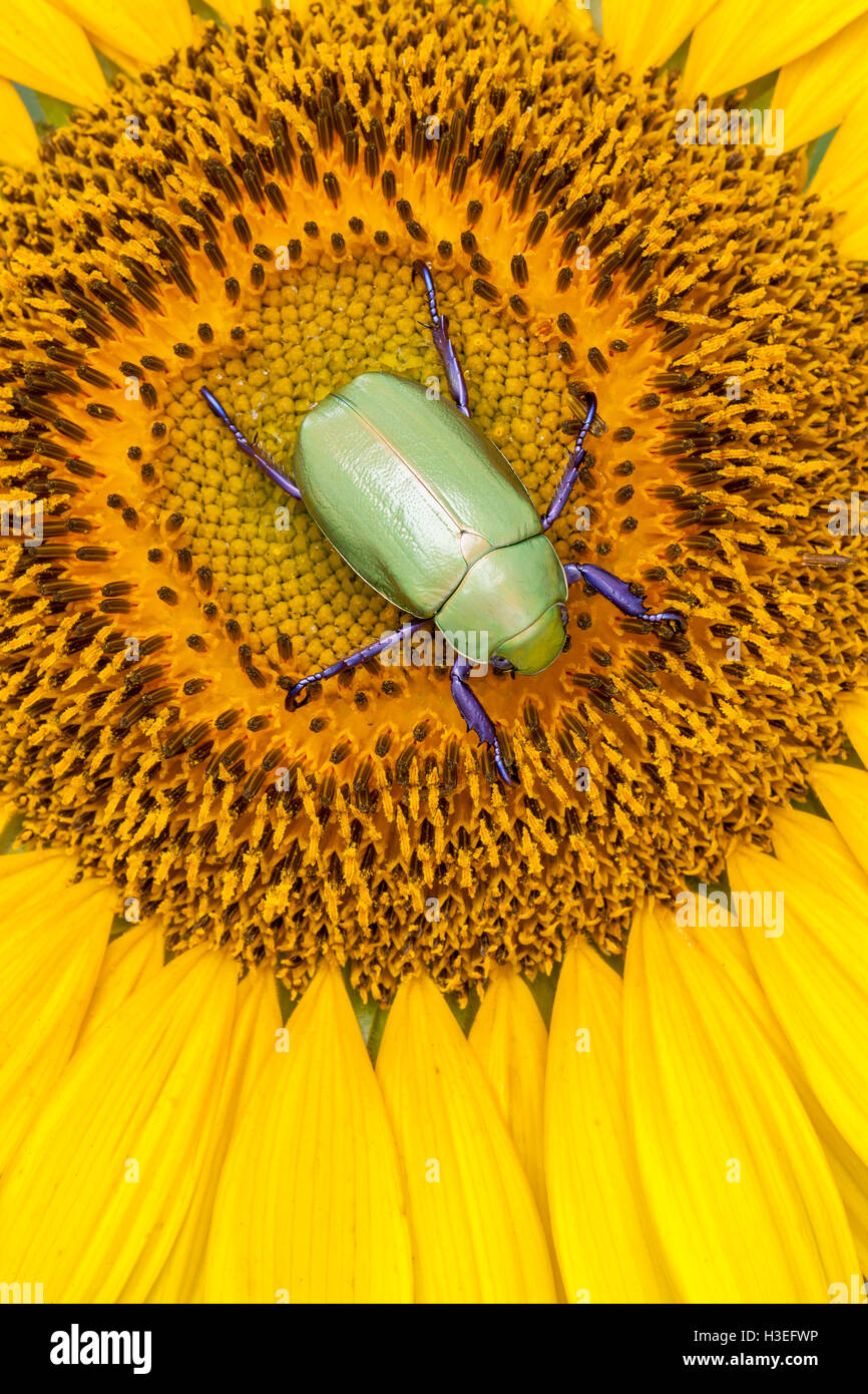 Beyers jeweled Skarabäus-Käfer, Chrysina (Plusiotis) Beyeri. Dieses schöne Getreidehähnchen Chafer gehört zur Unterfamilie Rutelinae Stockfoto