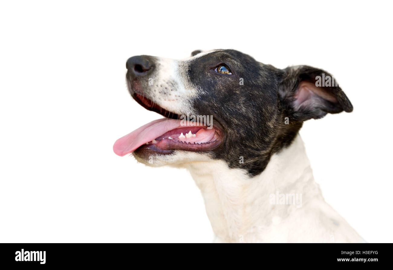 Hund isoliert auf weißem Hintergrund ist ein aufgeregt eifrig Hündchen mit einem großen Lächeln auf seinem Gesicht. Stockfoto