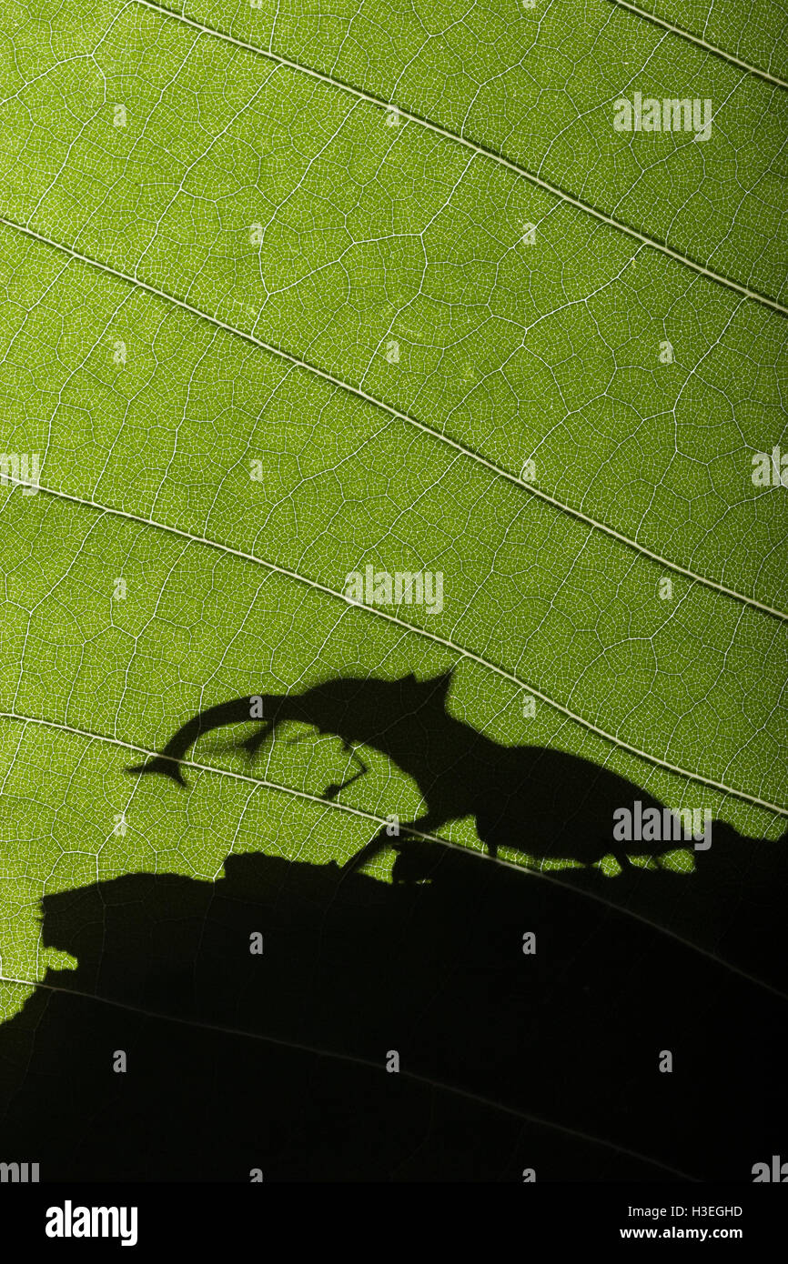 Gigantische Hirschkäfer (Lucanus Elaphus), Silhouette auf unten Magnolia in Sipsey Wildnis in Bankhead National Forest, Alabama. Stockfoto