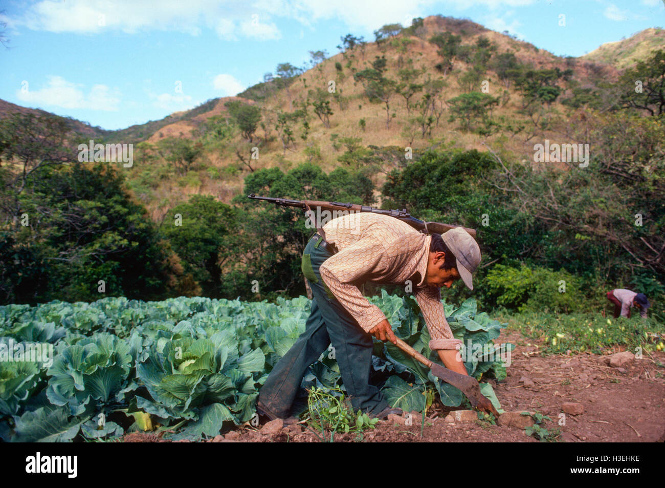 AN, EL SALVADOR, Juli 1982: - Innerhalb der FPL-Guerilla Zones of Control - neigt dazu eine Miliz-Mitglied seine Vegitable Ernte. Stockfoto