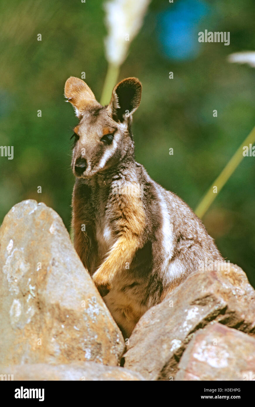 Gelb-footed Felsen-Wallaby (Petrogale Xanthopus), großaufnahme, in felsigen Lebensraum. Flinders Ranges, Südaustralien Stockfoto
