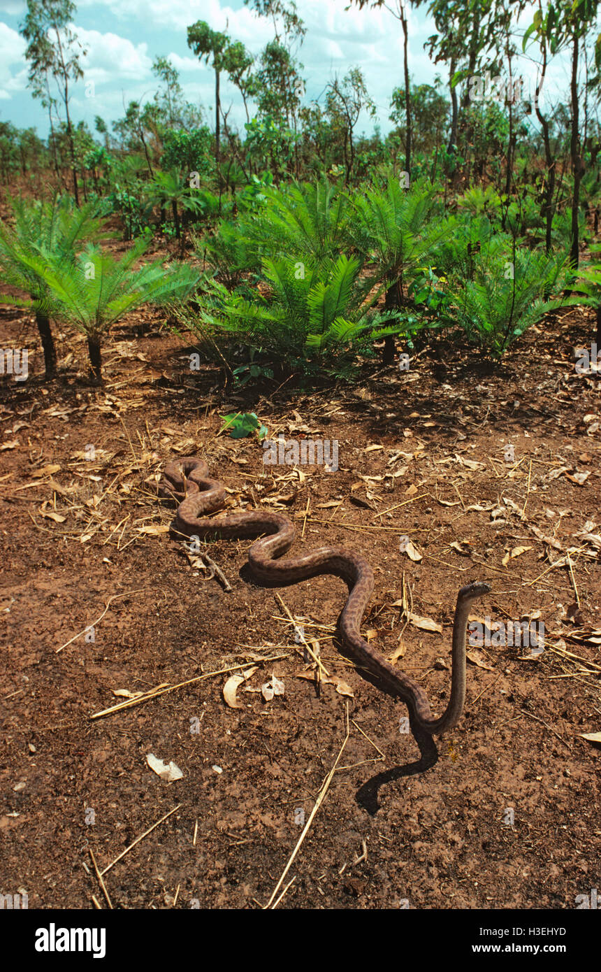 Oenpelli Rock Python (Morelia Oenpelliensis), Arnhemland, Northern Territory, Australien Stockfoto