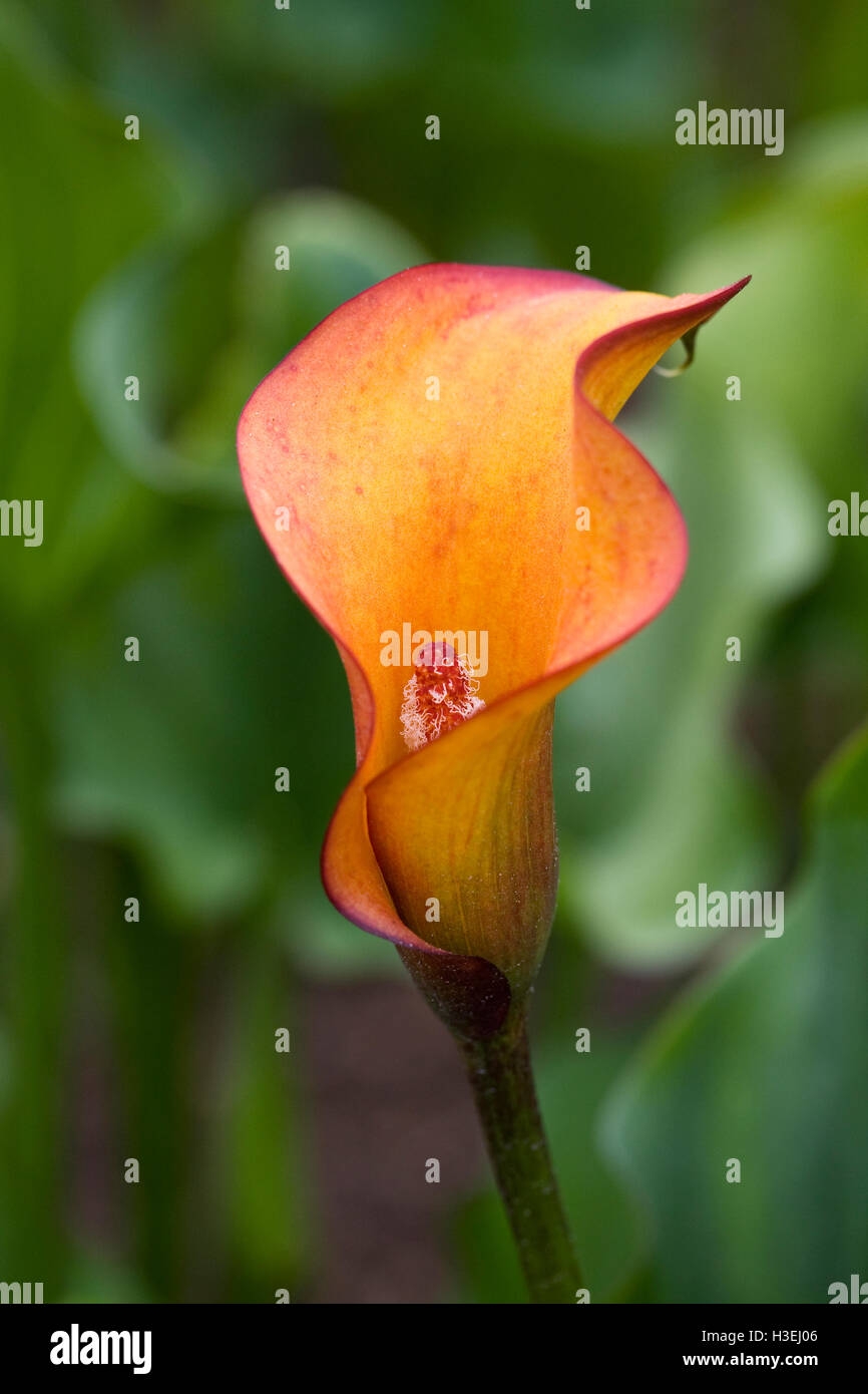 Zantedeschia "Flamingo Königin". Stockfoto