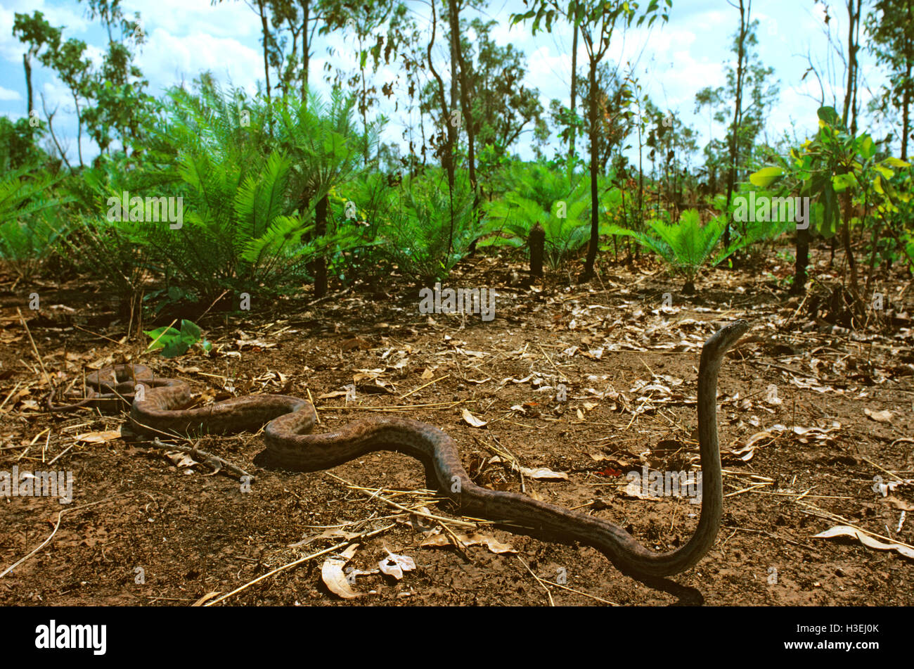 Oenpelli Rock Python (Morelia Oenpelliensis), Arnhemland, Northern Territory, Australien Stockfoto