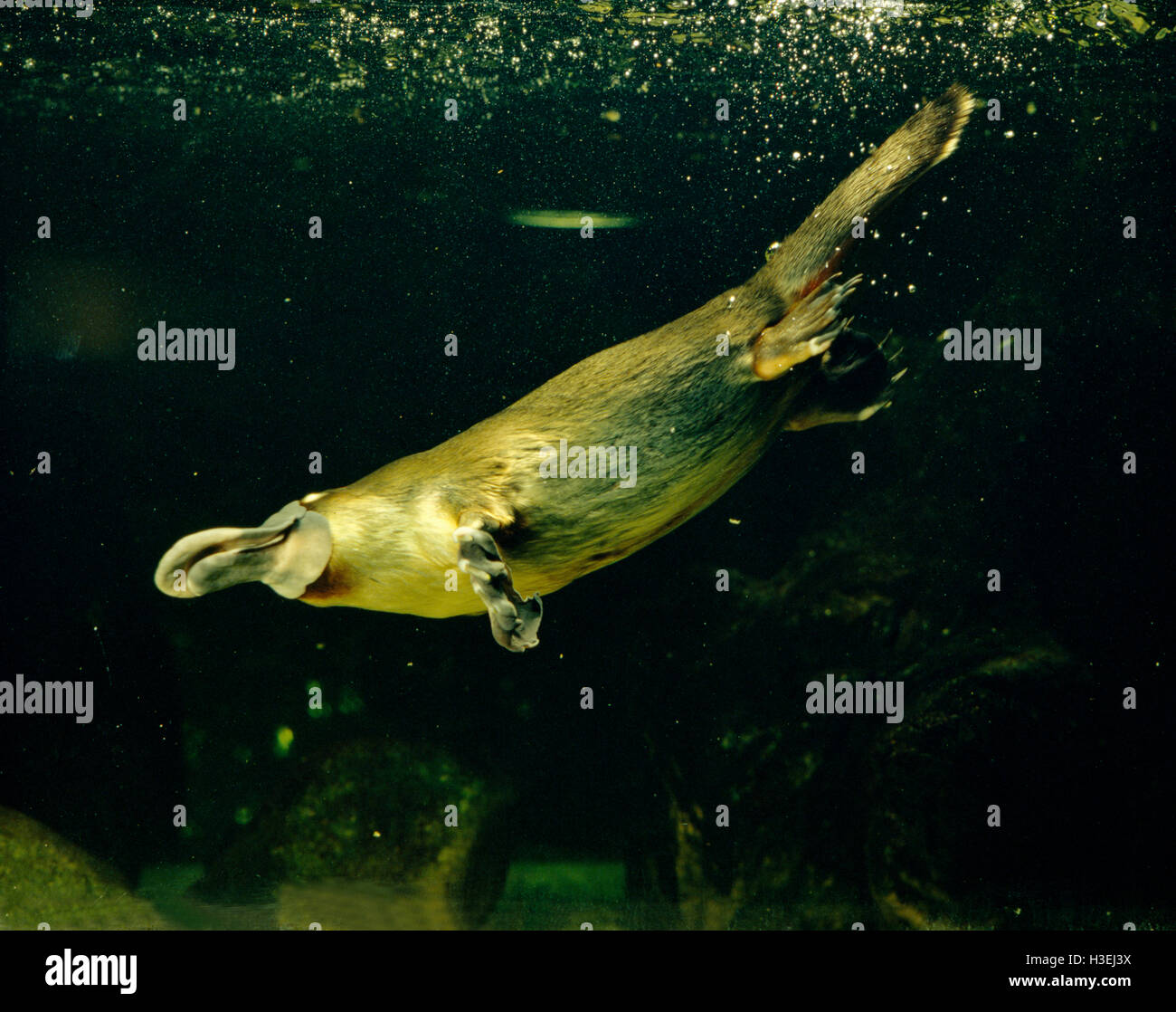 Platypus (Ornithorhynchus Anatinus), Unterwasser. Australien Stockfoto