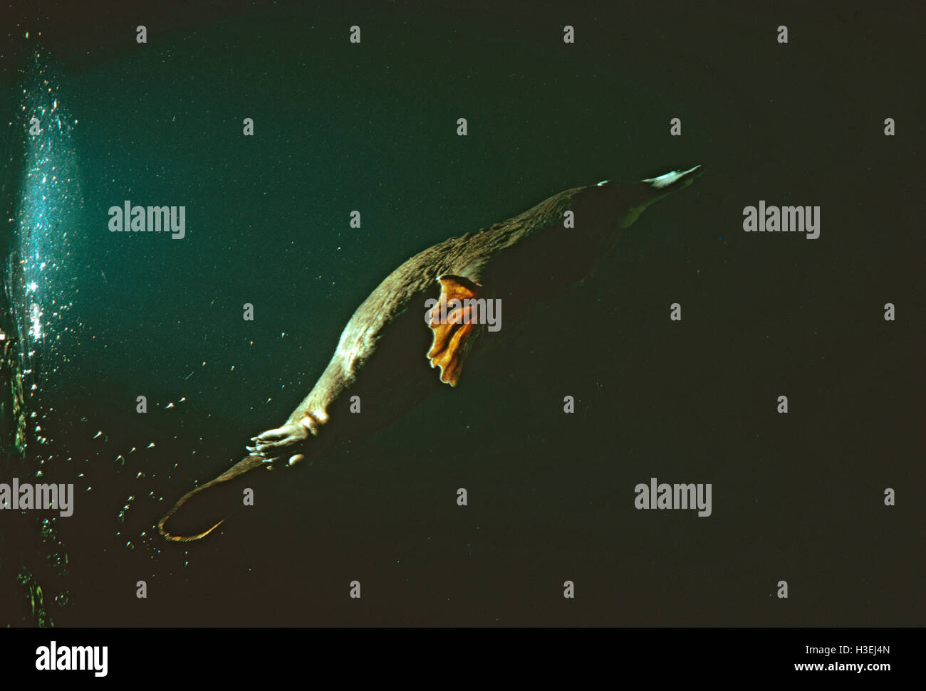 Platypus (Ornithorhynchus Anatinus), unter Wasser tauchen. Australien Stockfoto