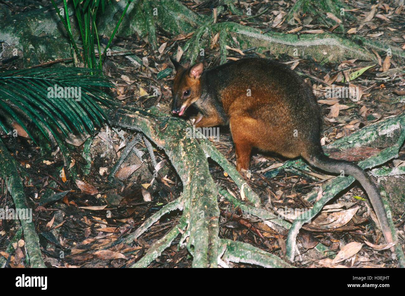 Rot-legged Pademelon (Thylogale Stigmatica), nächtlichen Regenwald Einwohner. Lamington National Park, südlichen Queensland, Aust Stockfoto