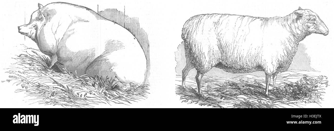 CAMBRIDGESHIRE Goodlake Wadley Wildschwein; Lintons Lincoln & Leicester Ewe 1844. Der illustrierte London News Stockfoto
