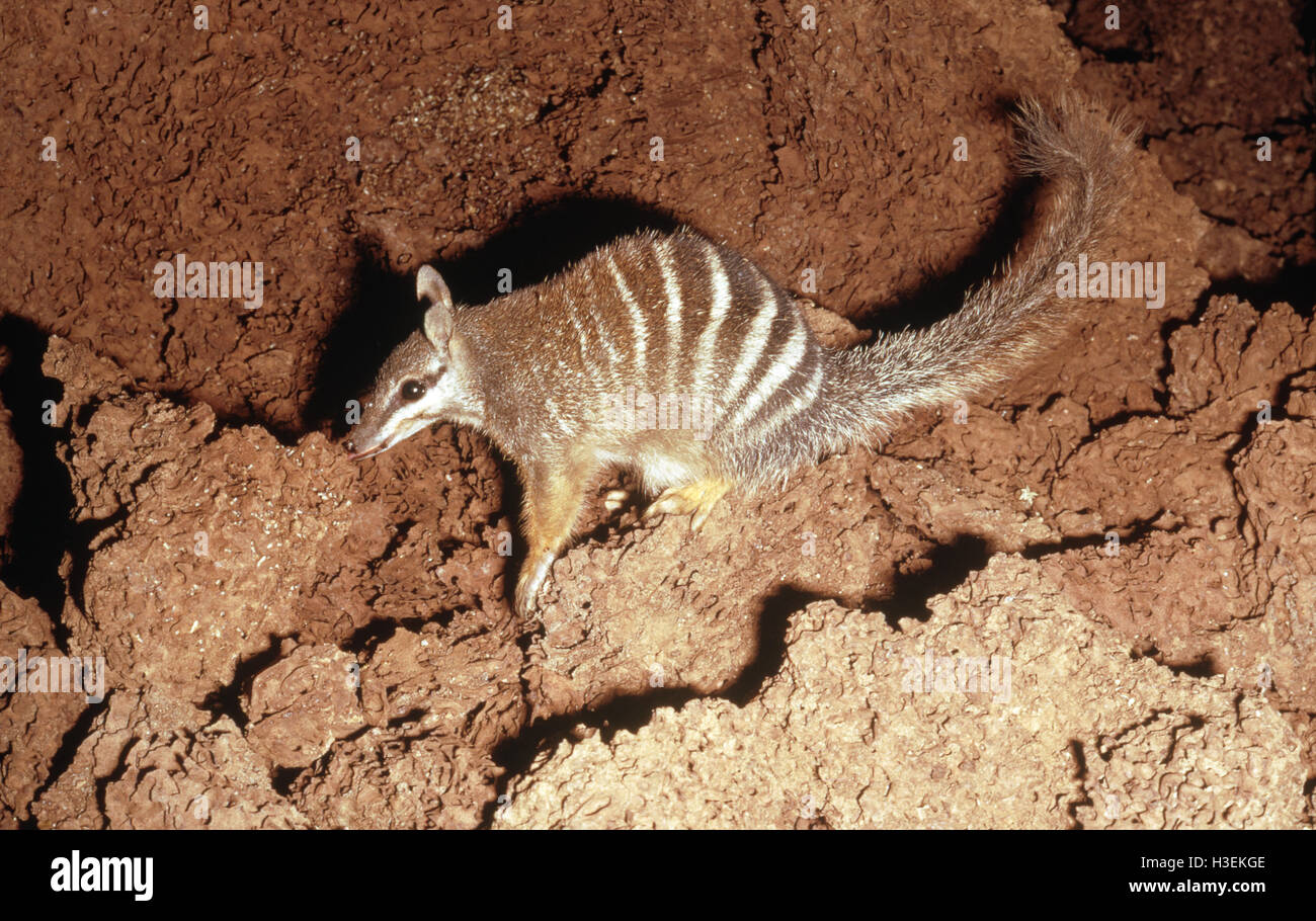 Numbat (Myrmecobius fasciatus), Fütterung an termite Damm. Gefährdete Arten. Southwest Western Australia Stockfoto