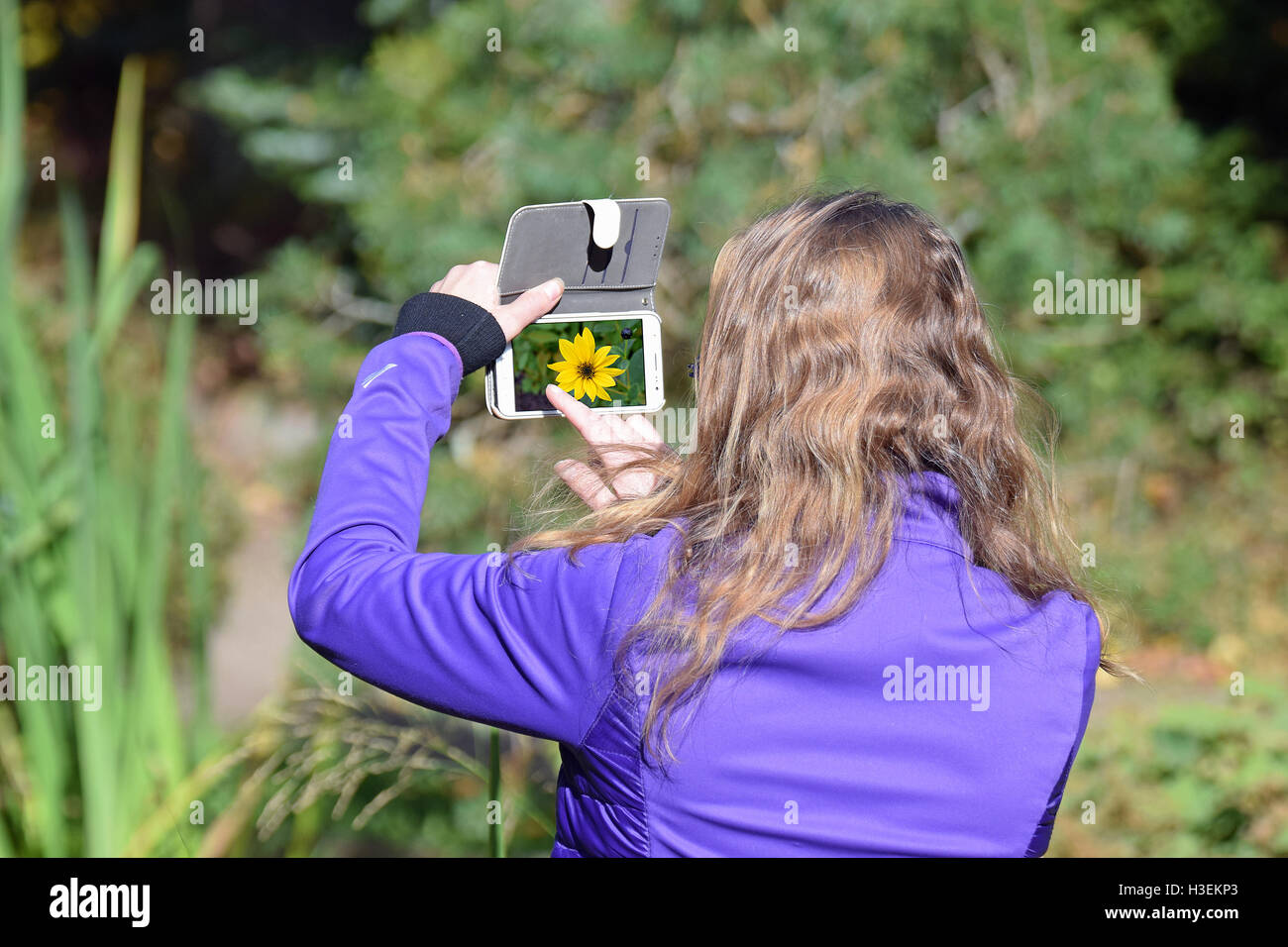 Frau, die ein Bild mit ihrem Smartphone aus schöne gelbe Blume genannt steif Sonnenblume (Helianthus Pauciflorus). Stockfoto