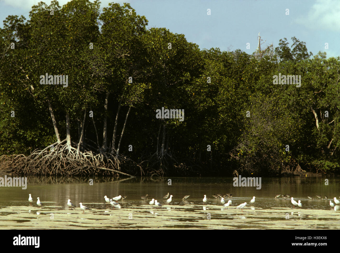 Stelzenläufer verwurzelt Mangroven (Rhizophora Stylosa) und Watvögel. Arnhemland Coast, Northern Territory, Australien Stockfoto