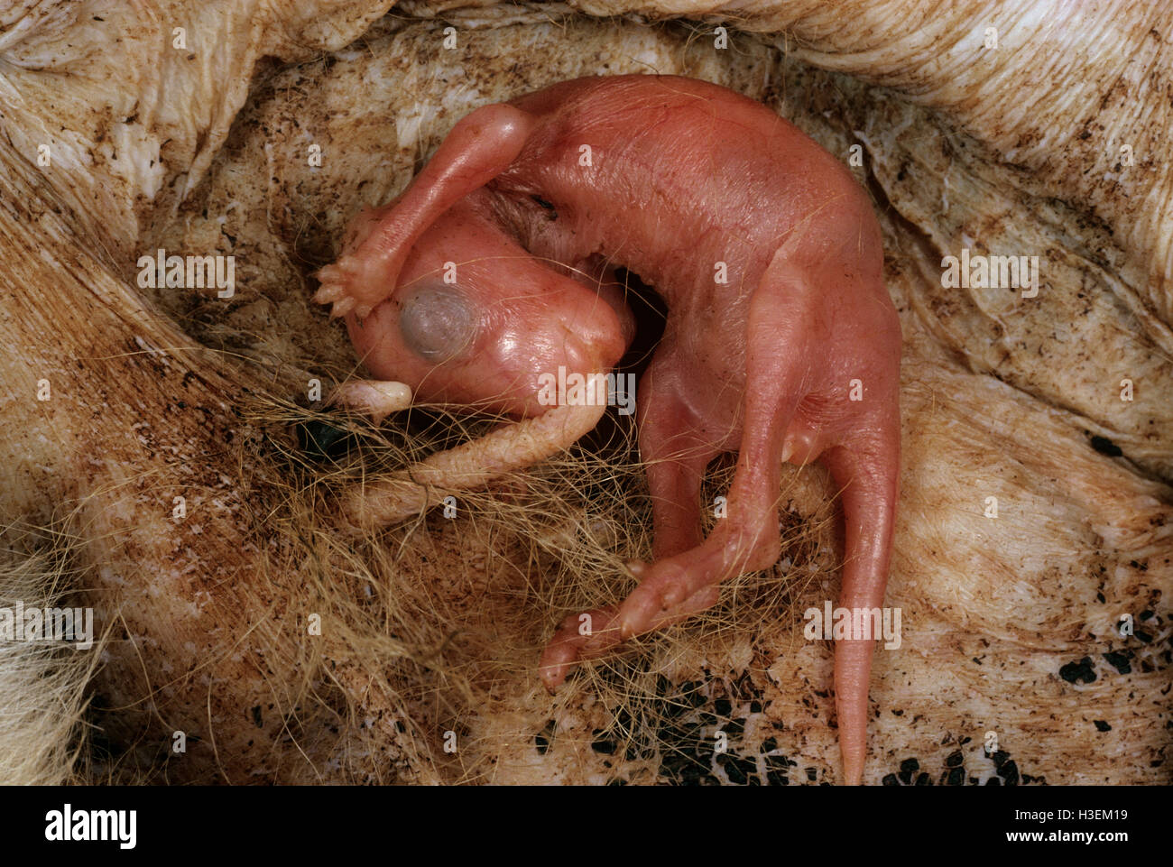 Macropod Reproduktion (Macropus SP.), Neugeborene im Beutel 20 Tage nach der Geburt an Sauger befestigt. Australien Stockfoto