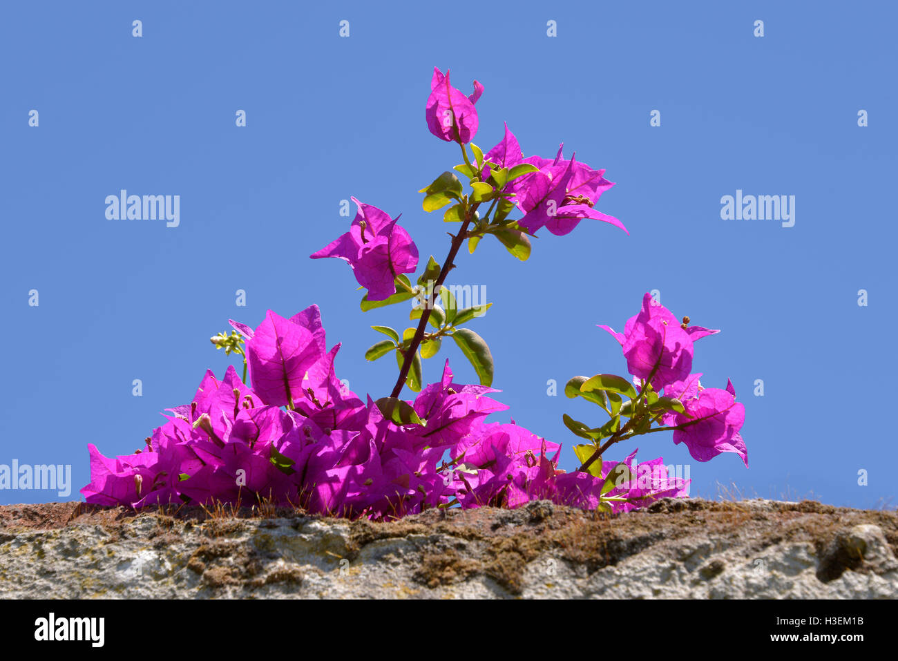 Rote Bougainvillea Spectabilis Blumen auf blauem Himmelshintergrund Stockfoto