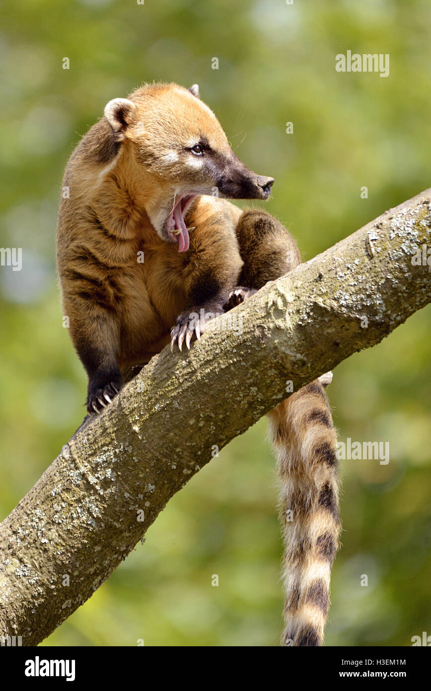 Südamerikanische Nasenbär oder Ring-tailed Nasenbär (Nasua Nasua) auf AST Baum geöffneten Mund Stockfoto
