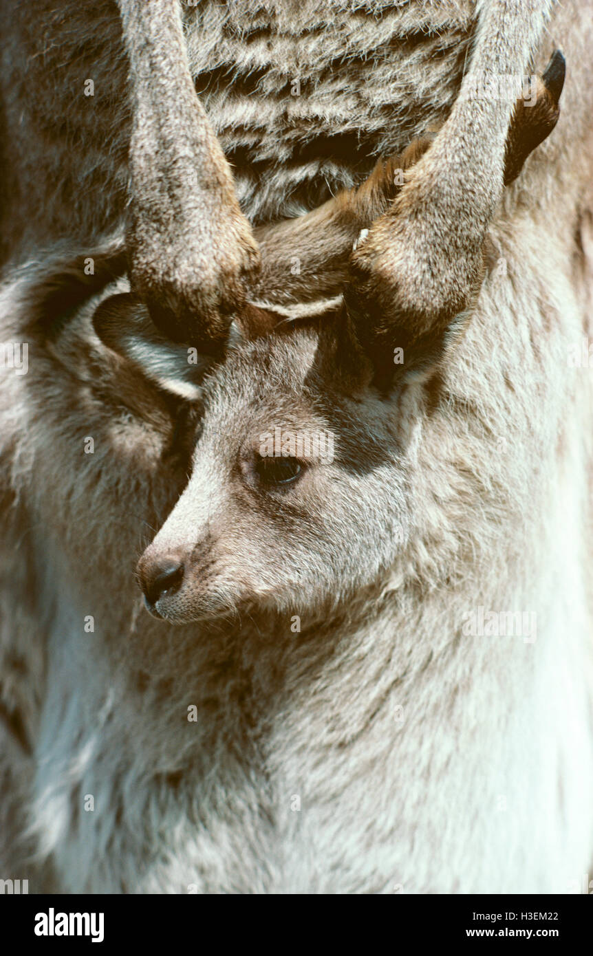 Eastern Grey Kangaroo (Macropus giganteus), Joey im Beutel. Australien Stockfoto