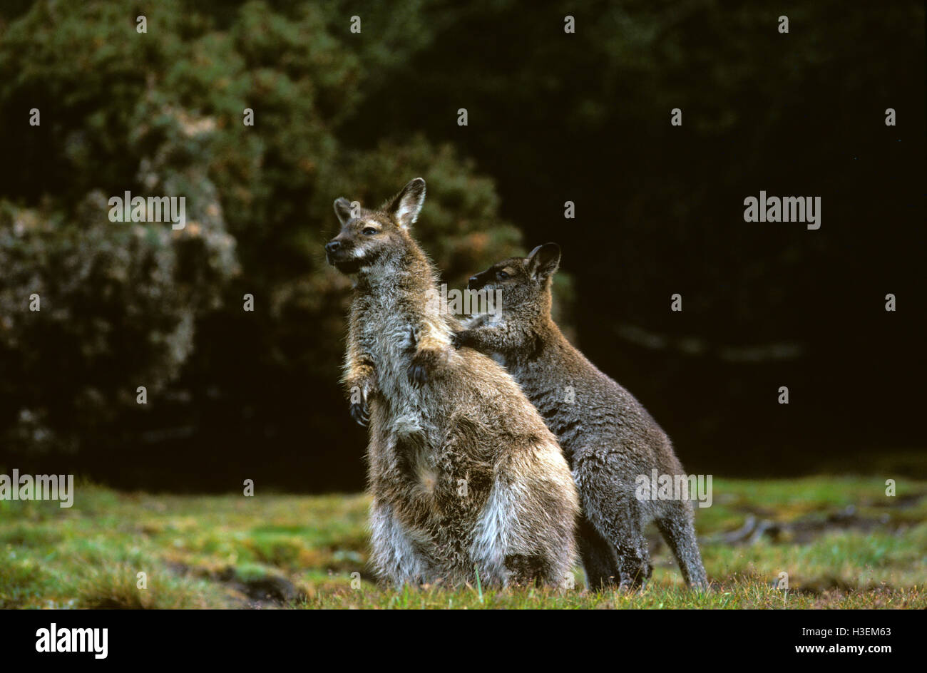 Bennetts Wallaby (Macropus rufogriseus Rufogriseus) und Junge. Cradle Mountain-Lake St Clair National Park, Tasmanien, Australien Stockfoto