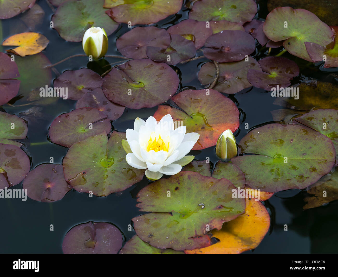 Schöne Seerosen im klassischen Teich bei Burton Agnes Hall in der Nähe von Driffield East Yorkshire England Vereinigtes Königreich Großbritannien Stockfoto