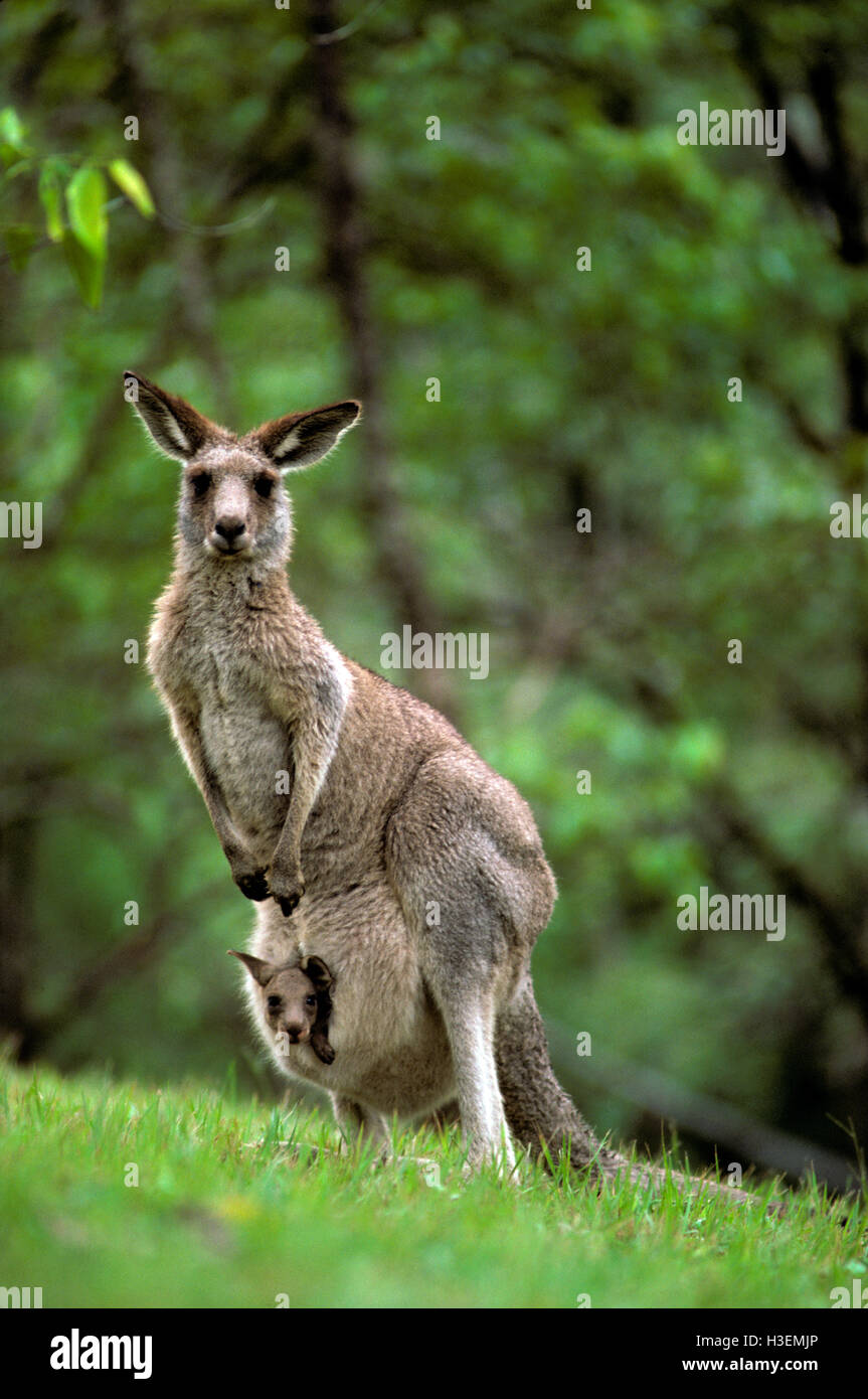Östliche graue Känguru (Macropus Giganteus), Weibchen mit Joey im Beutel. Australien Stockfoto