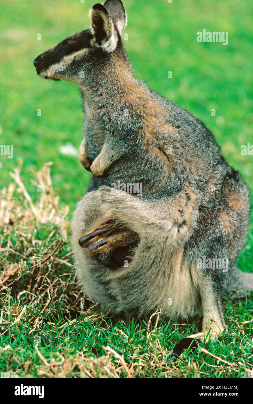 Westlichen Bürste Wallaby (Macropus Irma) und große Joey im Beutel. Südwesten Westaustralien Stockfoto