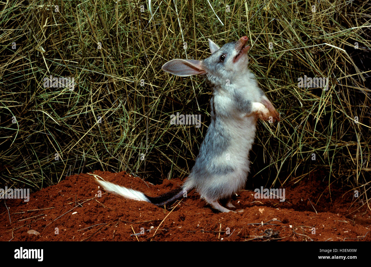 Größere Bilby (Macrotis Lagotis), Tanami Desert, Northern Territory, Australien Stockfoto