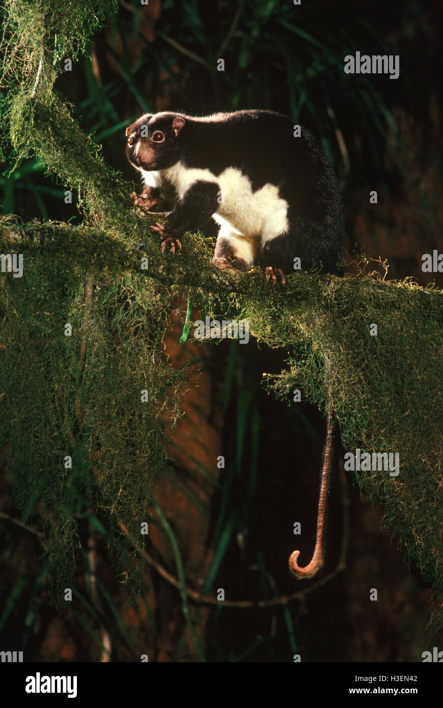 Herbert Fluß Ringtail Opossum (Pseudochirulus Herbertensis), im Regenwald in der Nacht. North Queensland, Australien Stockfoto