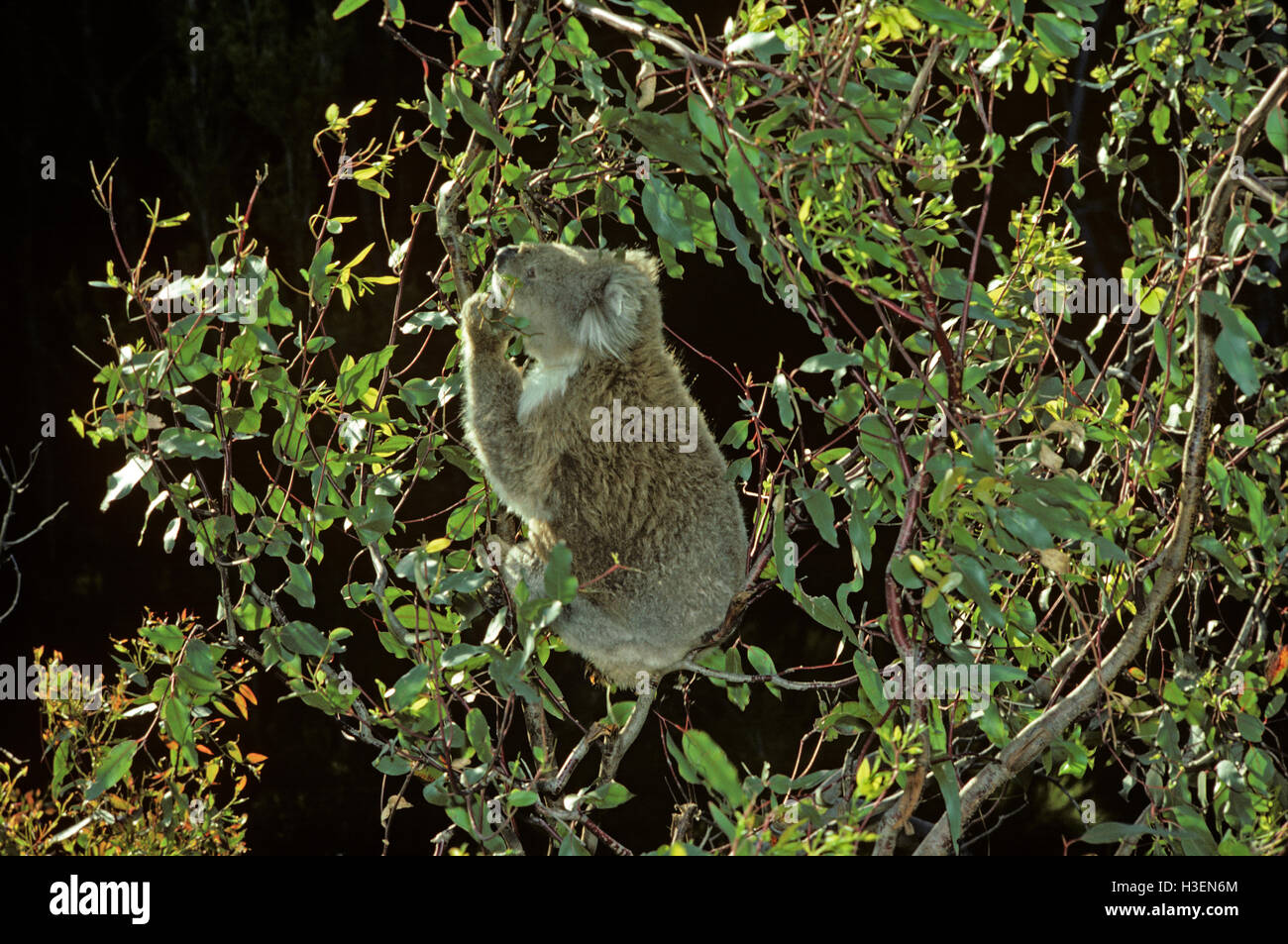 Koala (Phascolarctos Cinereus), Fütterung auf Eukalyptus verlässt. Australien Stockfoto