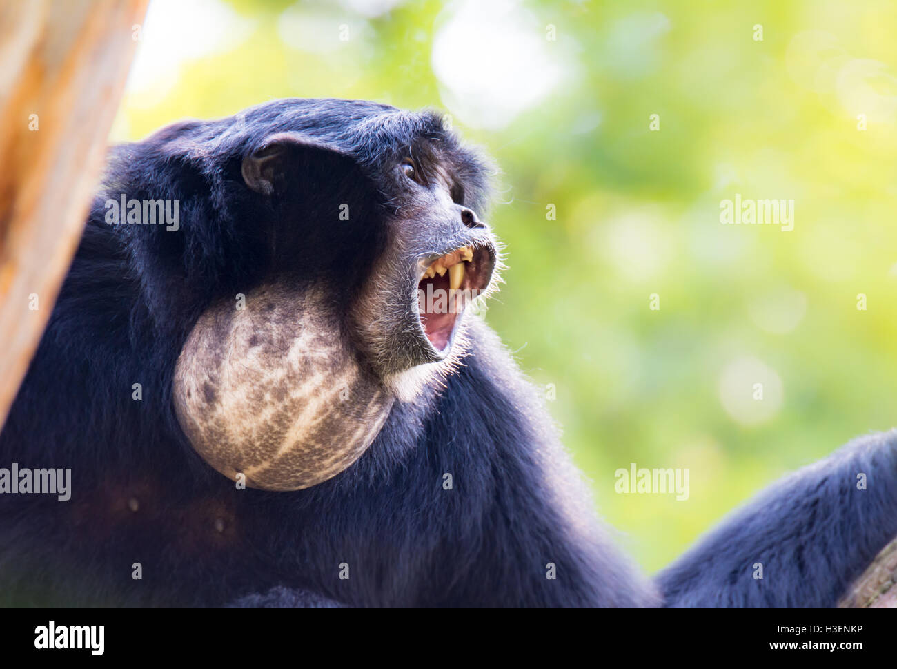 Porträt von einem heulenden Siamang Gibbon-Affen (Symphalangus Syndactylus) Stockfoto