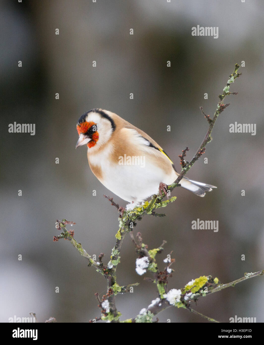 Stieglitz, Zuchtjahr Zuchtjahr auf einem schneebedeckten Zweig im winter Stockfoto