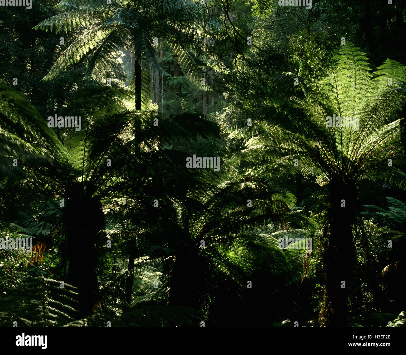 Baumfarne in kühlen gemäßigten Regenwald. Tarra-Bulga Nationalpark, Strzelecki Ranges, South Gippsland, Victoria, Australien Stockfoto