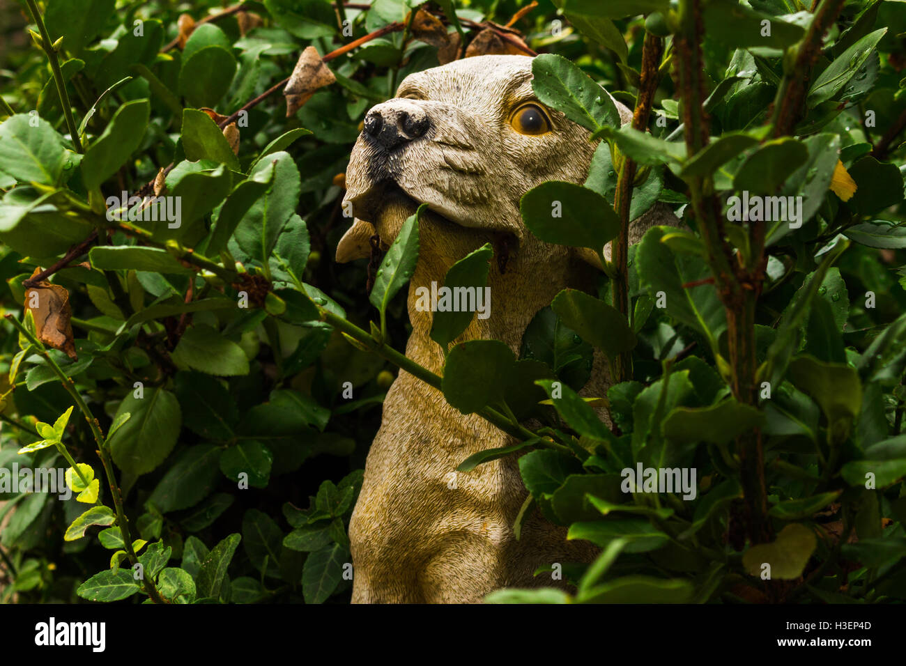 Hof-Statue eine gelbe Labrador, der angezeigt wird, unter den Büschen versteckt werden. Stockfoto