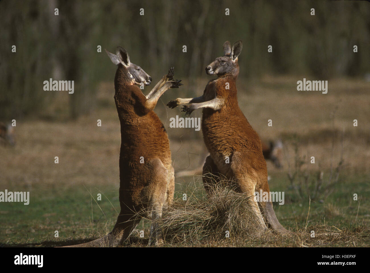 Roten Riesenkängurus (Macropus Rufus), Männchen kämpfen. Stockfoto