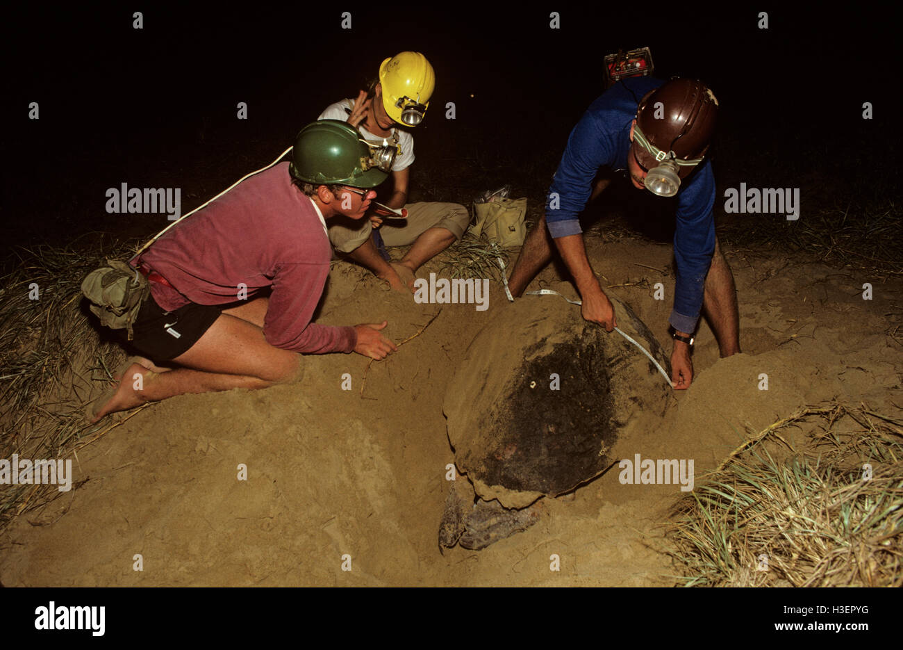 Unechte Karettschildkröte (Caretta Caretta), gemessen wird. Stockfoto